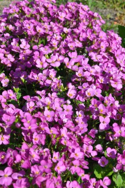 Arabette du Caucase Arabis caucasica 'Pinkie' 5-10 Pot 9x9 cm (P9) Arabis caucasica 'Pinkie'
