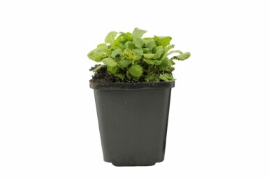 Arabette du Caucase Arabis caucasica 'Pinkie' 5-10 Pot 9x9 cm (P9) Arabis caucasica 'Pinkie'