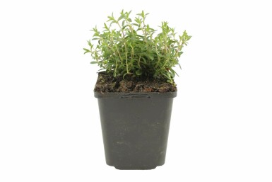 Sabline des montagnes Arenaria montana 5-10 Pot 9x9 cm (P9)