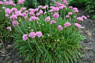 Armérie maritime Armeria maritima 'Splendens Perfecta' 5-10 Pot 9x9 cm (P9) Armeria maritima 'Splendens Perfecta'