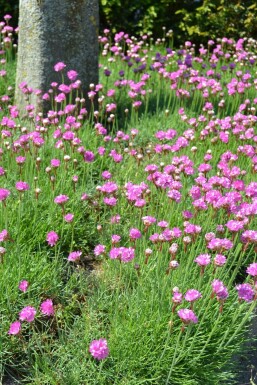 Armérie maritime Armeria maritima 'Splendens' 5-10 Pot 9x9 cm (P9) Armeria maritima 'Splendens'