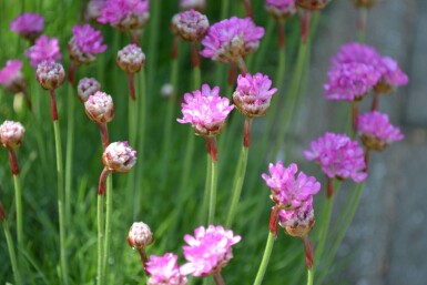 Armérie maritime Armeria maritima 'Splendens' 5-10 Pot 9x9 cm (P9) Armeria maritima 'Splendens'