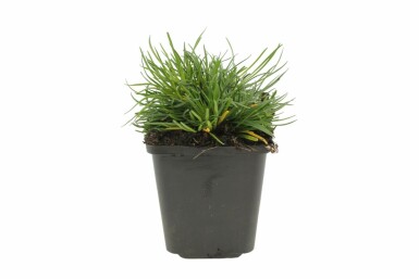 Armérie maritime Armeria maritima 'Splendens' 5-10 Pot 9x9 cm (P9) Armeria maritima 'Splendens'