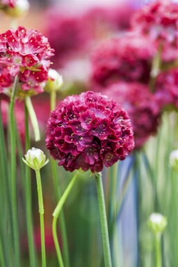 Armérie fausse armérie Armeria pseudarmeria 'Ballerina Red' 5-10 Pot 9x9 cm (P9)