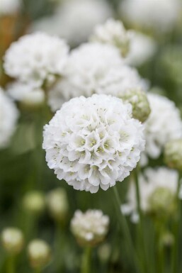 Armérie fausse armérie Armeria pseudarmeria 'Ballerina White' 5-10 Pot 9x9 cm (P9) Armeria pseudarmeria 'Ballerina White'