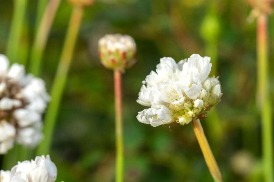 Armérie fausse armérie Armeria pseudarmeria 'Ballerina White' 5-10 Pot 9x9 cm (P9) Armeria pseudarmeria 'Ballerina White'