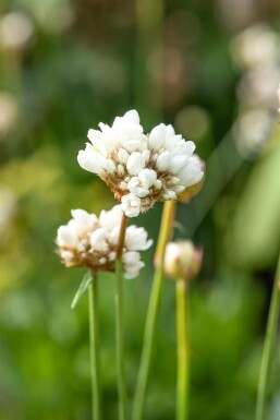 Armérie fausse armérie Armeria pseudarmeria 'Ballerina White' 5-10 Pot 9x9 cm (P9)