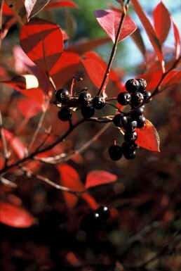 Aronie à fruits noirs Aronia melanocarpa Arbuste 40-50 Pot 2 l (C2)