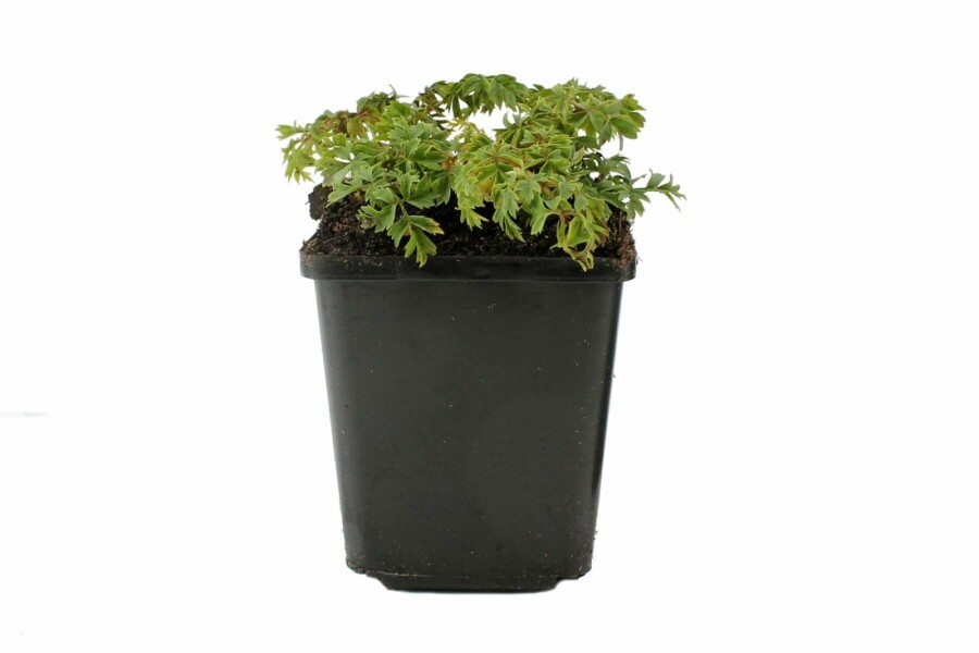 Barbe de bouc Aruncus aethusifolius 'Noble Spirit' 5-10 Pot 9x9 cm (P9) Aruncus aethusifolius 'Noble Spirit'