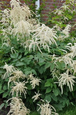 Spirée barbe-de-bouc Aruncus dioicus 5-10 Pot 9x9 cm (P9) Aruncus dioicus