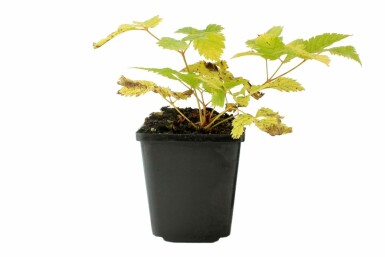 Spirée barbe-de-bouc Aruncus dioicus 5-10 Pot 9x9 cm (P9) Aruncus dioicus