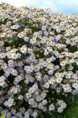 Aster Aster ageratoides 'Asran' 5-10 Pot 9x9 cm (P9) Aster ageratoides 'Asran'