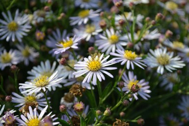 Aster Aster ageratoides 'Asran' 5-10 Pot 9x9 cm (P9) Aster ageratoides 'Asran'