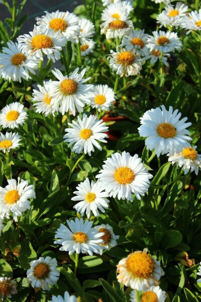 Aster des Alpes Aster alpinus 'Albus' 5-10 Pot 9x9 cm (P9) Aster alpinus 'Albus'