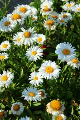 Aster des Alpes Aster alpinus 'Albus' 5-10 Pot 9x9 cm (P9) Aster alpinus 'Albus'
