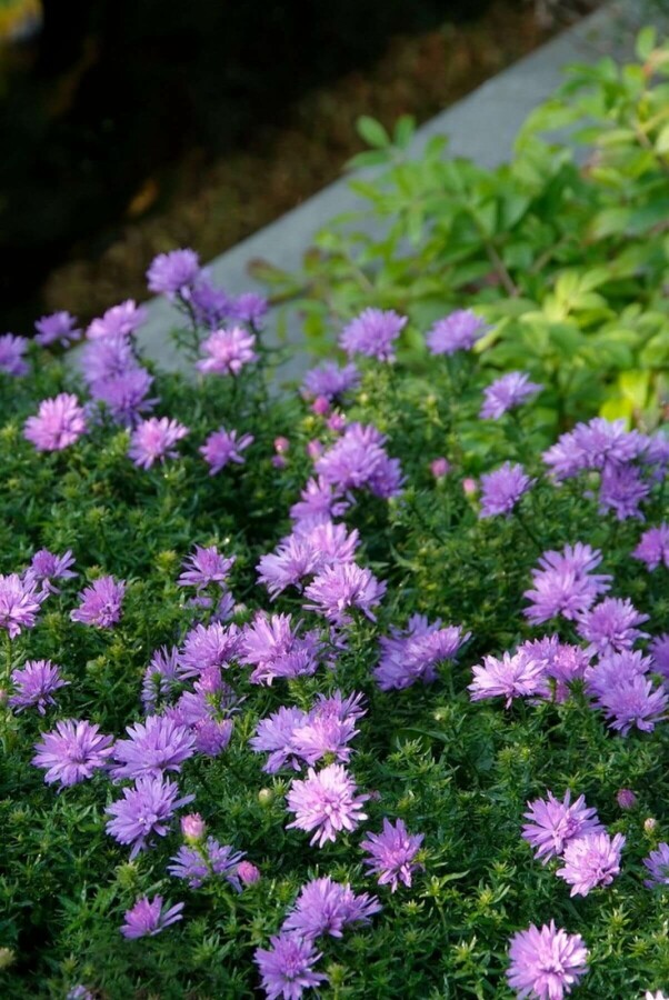 Symphyotriche buissonnant Aster dumosus 'Lady in Blue' 5-10 Pot 9x9 cm (P9) Aster dumosus 'Lady in Blue'