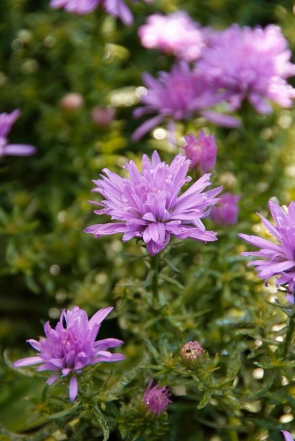Symphyotriche buissonnant Aster dumosus 'Lady in Blue' 5-10 Pot 9x9 cm (P9) Aster dumosus 'Lady in Blue'