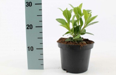 Aster de frikart Aster × frikartii 'Mönch' 10-15 Pot 2 l (C2) Aster × frikartii 'Mönch'