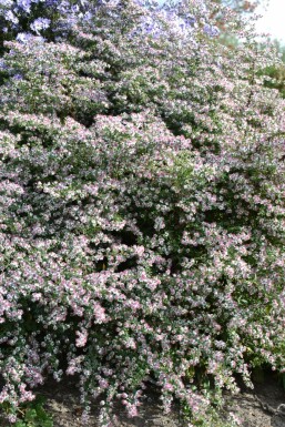 Symphyotriche à fleurs latérales Aster lateriflorus 'Horizontalis' 5-10 Pot 9x9 cm (P9)