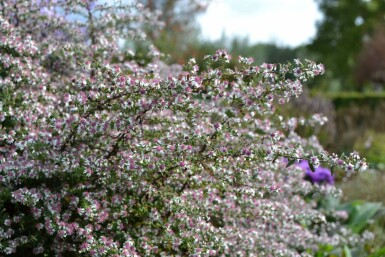 Symphyotriche à fleurs latérales Aster lateriflorus 'Horizontalis' 5-10 Pot 9x9 cm (P9) Aster lateriflorus 'Horizontalis'