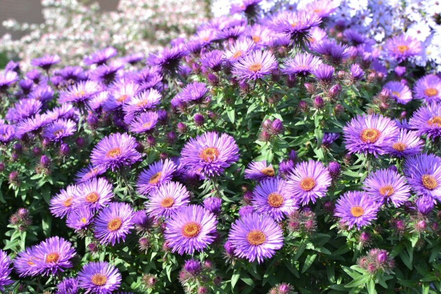 Symphyotriche de nouvelle-Angleterre Aster novae-angliae 'Purple Dome' 5-10 Pot 9x9 cm (P9) Aster novae-angliae 'Purple Dome'