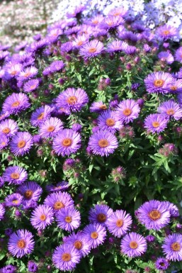 Symphyotriche de nouvelle-Angleterre Aster novae-angliae 'Purple Dome' 5-10 Pot 9x9 cm (P9)