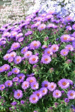 Symphyotriche de nouvelle-Angleterre Aster novae-angliae 'Purple Dome' 5-10 Pot 9x9 cm (P9)