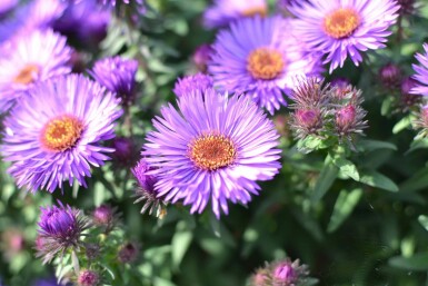 Symphyotriche de nouvelle-Angleterre Aster novae-angliae 'Purple Dome' 5-10 Pot 9x9 cm (P9) Aster novae-angliae 'Purple Dome'