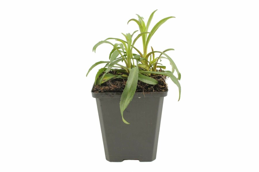 Symphyotriche de nouvelle-Belgique Aster novi-belgii 'Marie Ballard' 5-10 Pot 9x9 cm (P9) Aster novi-belgii 'Marie Ballard'