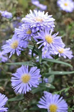 Symphyotriche de nouvelle-Belgique Aster novi-belgii 'Marie Ballard' 5-10 Pot 9x9 cm (P9)