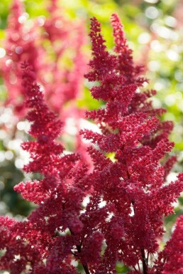 Astilbe Astilbe × arendsii 'Fanal' 10-15 Pot 2 l (C2) Astilbe × arendsii 'Fanal'