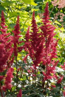 Astilbe Astilbe × arendsii 'Fanal' 5-10 Pot 9x9 cm (P9)