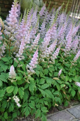Astilbe rouge Astilbe chinensis 'Pumila' 5-10 Pot 9x9 cm (P9) Astilbe chinensis 'Pumila'