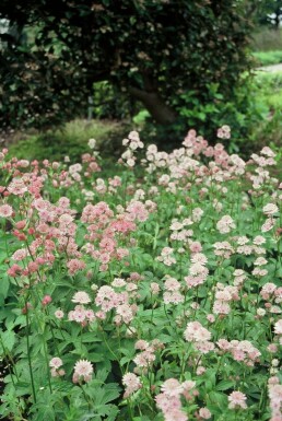 Grande astrance Astrantia major 5-10 Pot 9x9 cm (P9) Astrantia major