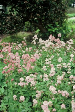 Grande astrance Astrantia major 5-10 Pot 9x9 cm (P9)