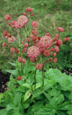 Astrantia major 'Lars'