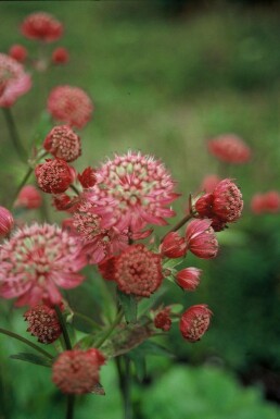 Grande astrance Astrantia major 'Lars' 5-10 Pot 9x9 cm (P9) Astrantia major 'Lars'