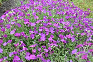 Aubriète Aubrieta 'Cascade Purple' 5-10 Pot 9x9 cm (P9)