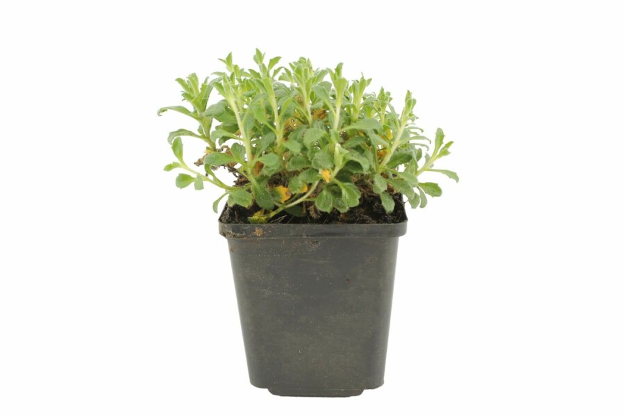 Aubriète Aubrieta 'Cascade Red' 5-10 Pot 9x9 cm (P9) Aubrieta 'Cascade Red'