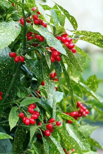 Aucuba du Japon Aucuba japonica 'Variegata' Arbuste 20-30 Pot 3 l (C3) Aucuba japonica 'Variegata' arbuste 20-30 cm