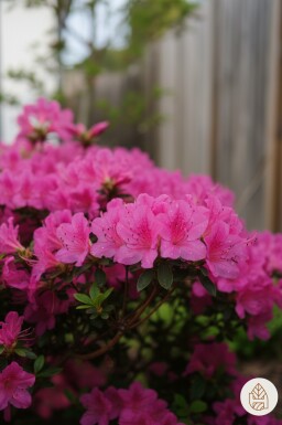 Azalea japonica 'Kermesina' arbuste 20-30 cm