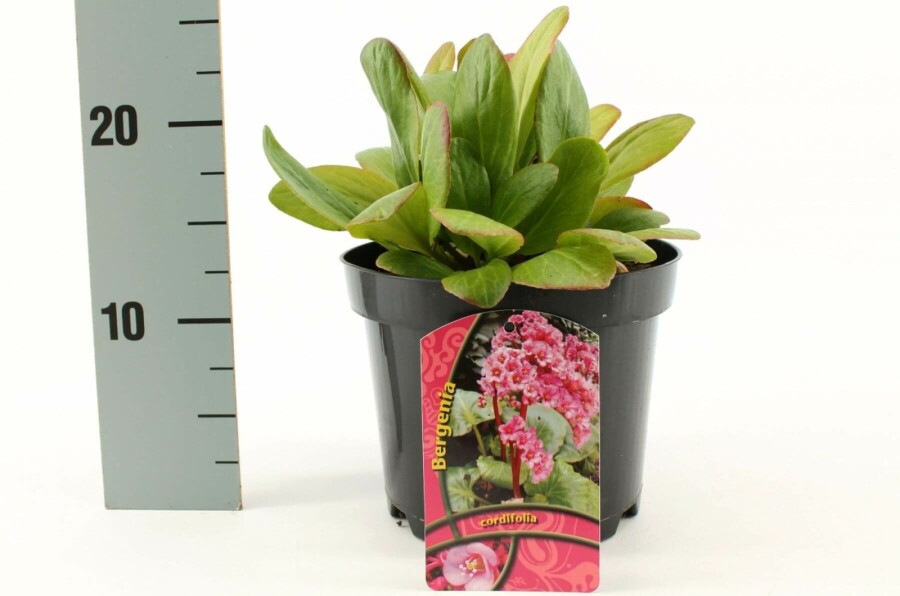 Bergénie à feuilles en coeur Bergenia cordifolia 10-15 Pot 2 l (C2) Bergenia cordifolia