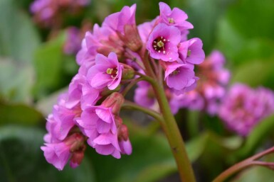 Bergénie à feuilles en coeur Bergenia cordifolia 5-10 Pot 9x9 cm (P9) Bergenia cordifolia