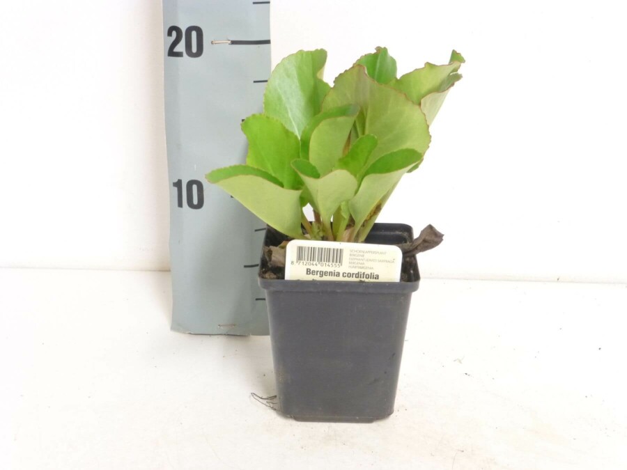 Bergénie à feuilles en coeur Bergenia cordifolia 5-10 Pot 9x9 cm (P9) Bergenia cordifolia