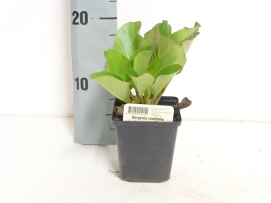 Bergénie à feuilles en coeur Bergenia cordifolia 5-10 Pot 9x9 cm (P9)