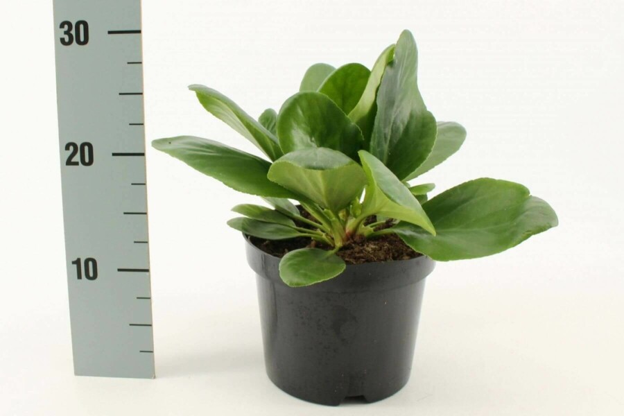 Bergénie à feuilles en coeur Bergenia cordifolia 'Bressingham White' 10-15 Pot 2 l (C2) Bergenia cordifolia 'Bressingham White'