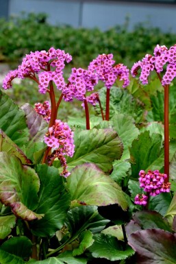 Bergénie à feuilles en coeur Bergenia cordifolia 'Rotblum' 5-10 Pot 9x9 cm (P9) Bergenia cordifolia 'Rotblum'