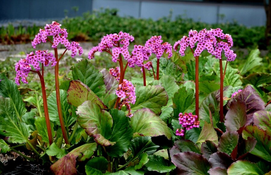 Bergénie à feuilles en coeur Bergenia cordifolia 'Rotblum' 5-10 Pot 9x9 cm (P9) Bergenia cordifolia 'Rotblum'