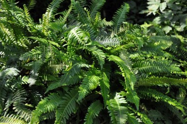 Struthioptéride en épi Blechnum spicant 5-10 Pot 9x9 cm (P9) Blechnum spicant