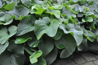 Brunnère à grosses feuilles Brunnera macrophylla 5-10 Pot 9x9 cm (P9)